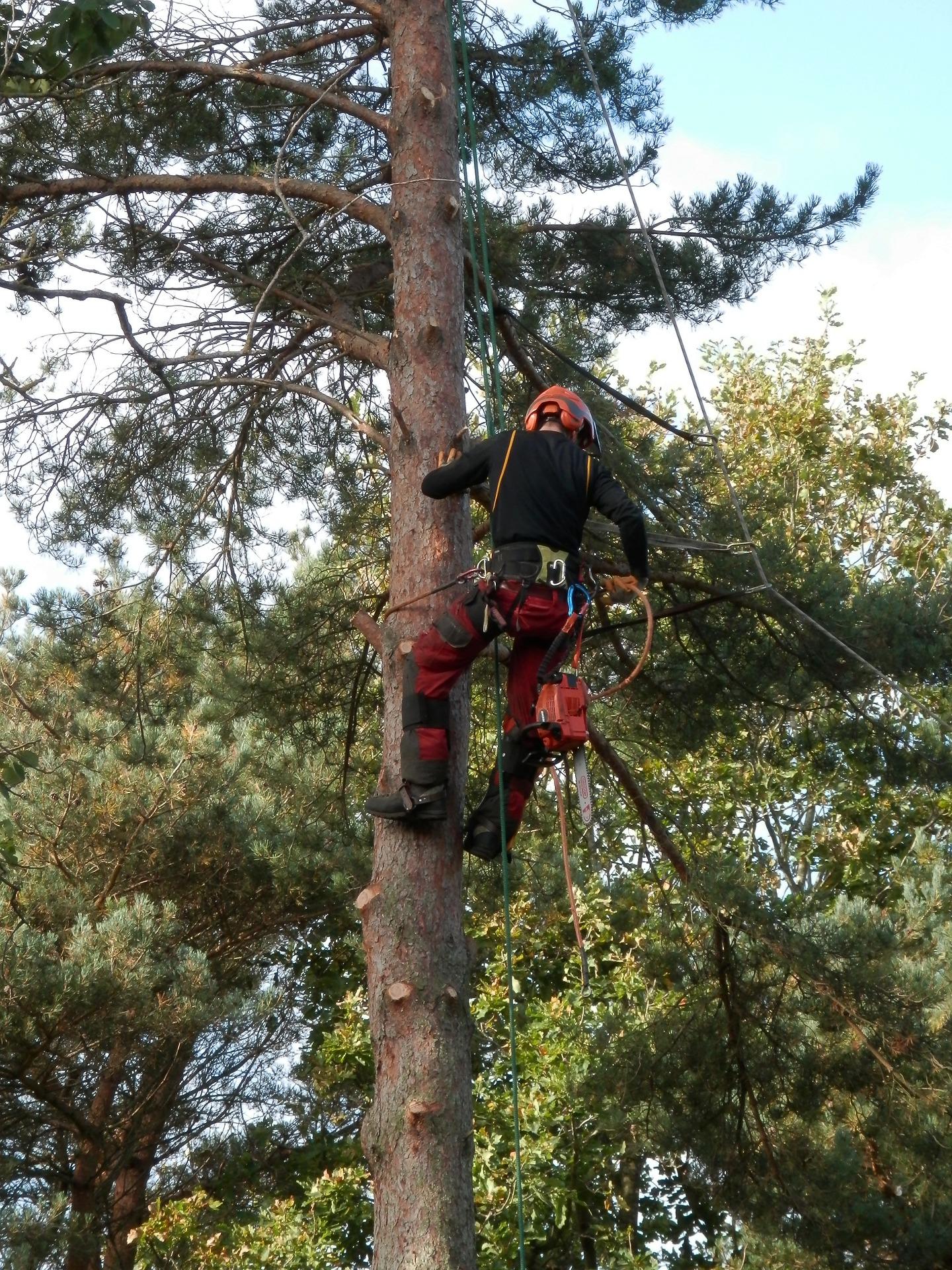 Tree surgeon work